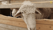 National Geographic Fun GIF by Nat Geo Wild