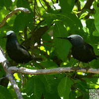 Chatting Bbc Earth GIF by BBC America