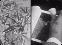 Prince George Pg GIF by IDK