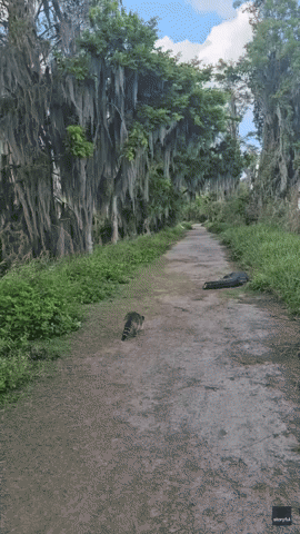 Squirrel, Alligator and Raccoon Cross Paths on a Trail in Florida