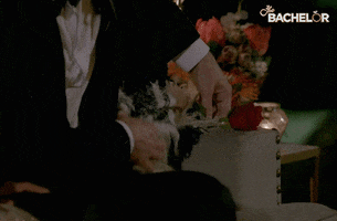 Bachie GIF by The Bachelor Australia