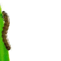 Inseticida Sticker by Corteva Brasil