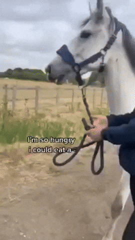 Hungry Horse GIF