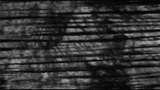 united states submission GIF by The Savannah .GIF Festival