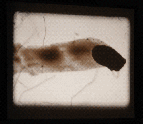 matthias brown india ink GIF by TraceLoops