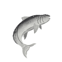 Fish Salmon Sticker by destinationnb