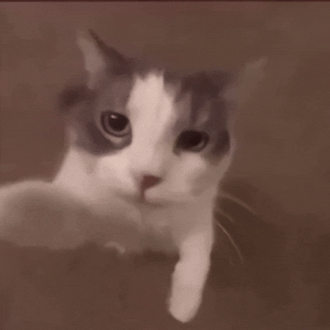 Kitty Kiss Moment