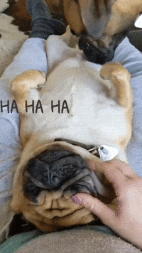 Fun Dogs GIF