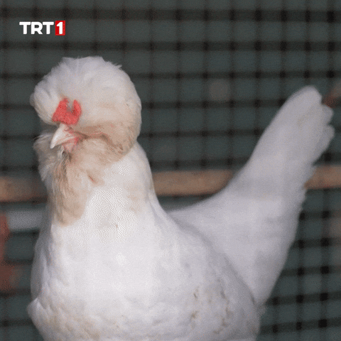 Aaaa Omg GIF by TRT