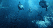 bbc dolphin GIF by Head Like an Orange