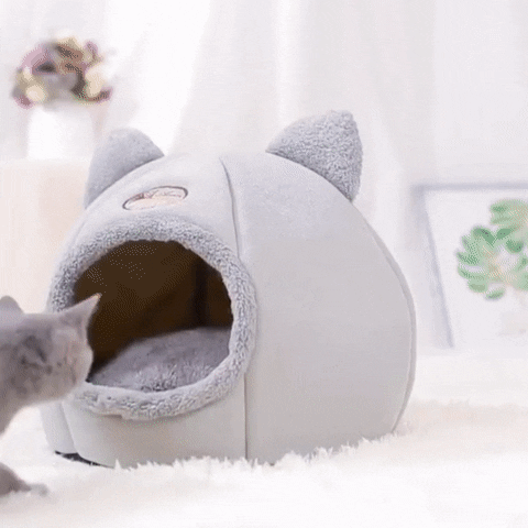 Pawzcomfort giphyupload GIF
