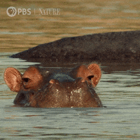 Pbs Nature Hello GIF by Nature on PBS