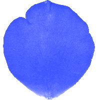 Blue Rose Flower Sticker