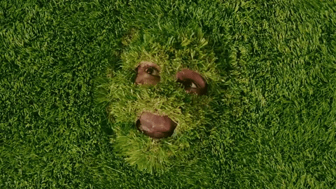 tyler the creator grass GIF by Interscope Records