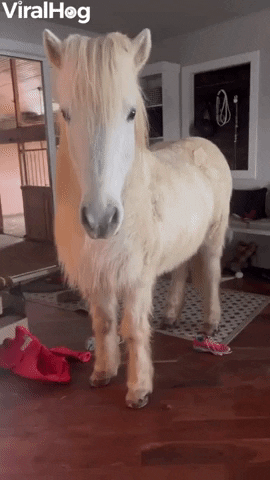 Hrimnir An Icelandic Horse Breaks Into House GIF by ViralHog