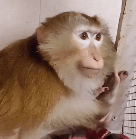 Monkey Uzbek GIF