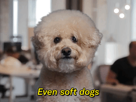 Even Soft Dogs...