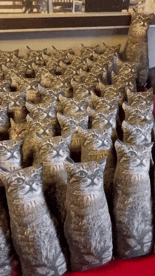 Cat GIF