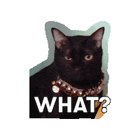 Cat What Sticker by Atome.SG