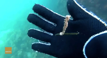 Baby Seahorse Gently Drifts on Seaweed 'Surfboard'