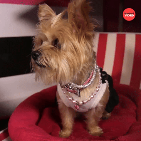 Fashion Lucille