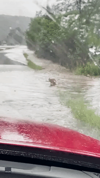Pennsylvania Man Rescues Fawn From Floodwaters