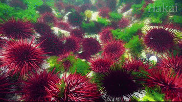 HezzaFezza urchins 3 GIF