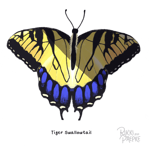 rikkipaepke fly flying butterfly wings GIF