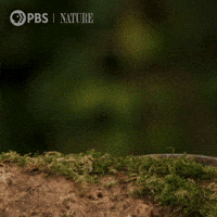 Pbs Nature Ireland GIF by Nature on PBS