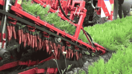 carrot tweet GIF