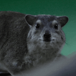 Look Turn GIF by Valley Zoo Development Society