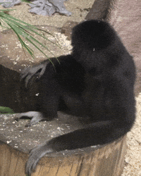 Eyeroll Looking GIF by Valley Zoo Development Society