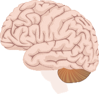 asociacioneducar casa brain ae cerebro Sticker