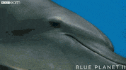 blue planet swim GIF by BBC Earth