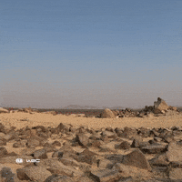 Ford Racing GIF by FIA World Rally Championship