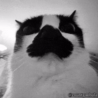 Black And White Cat GIF