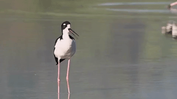 Hawaiian stilt, ae‘o