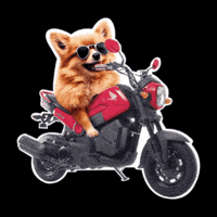 Hondamotos GIF by Honda Motos Perú Oficial