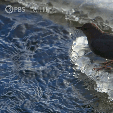 Pbs Nature Bird GIF by Nature on PBS