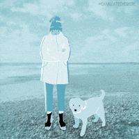 CharlotteCheshire dog beach winter puppy GIF