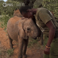 Family Elephant GIF by Nature on PBS