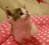 adorable baby kitten GIF
