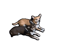 Dogs Sticker by Mediafit