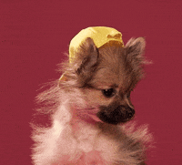 dog puppy GIF