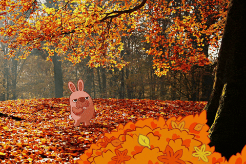 Beautiful Anime Gif aesthetic anime autumn HD wallpaper  Pxfuel