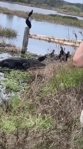 Alligator Snatches Dead Turtle From Vultures 