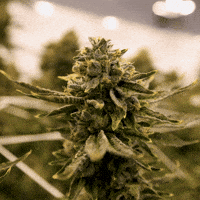 Grow Growing Pains GIF by Exclusive Brands