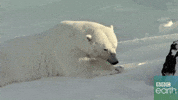 Tired Polar Bear GIF by BBC Earth