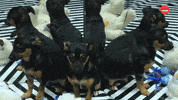 Dogs Puppies GIF by BuzzFeed