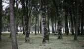 forest GIF by hateplow